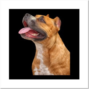 Funny American Staffordshire Terrier Posters and Art